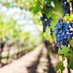 Domaine Canteloup Vignes Et Piscine Σπίτι διακοπών