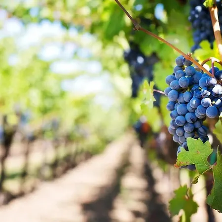 Дом отдыха Domaine Canteloup Vignes Et Piscine Saint-Caprais-de-Bordeaux